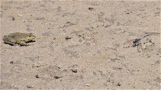Frog tries to catch a dragonfly / Frosch versucht eine Libelle zu fangen
