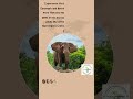Best Budget Safari in Serengeti and Ngorongoro #kilimanjaro #hiking