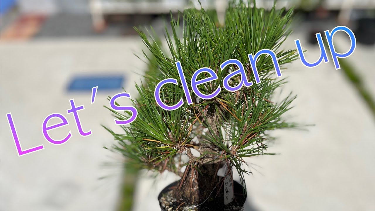cork bark pine bonsai]Cleaning Nishikimatsu (kyokkou yatubusa