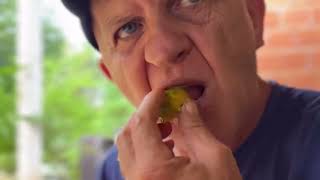 Goió Comendo Cajá Com Seus Novos Dentes