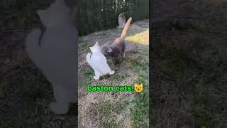 Baston cats ! 😺😾