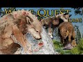 The GOLDEN DAYS of Our Rose-Touched Wolf Pack!! 🐺 Wolf Quest: Wolves of Thorns • #63