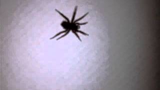 Wolf Spider in a box with babies
