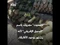 كثيرون يجهلون أن سعر الأناناس في متناول الجزائريين شاهد الفيديو