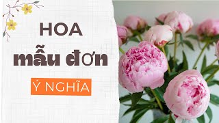 Ý nghĩa của hoa Mẫu Đơn và các loại hoa Mẫu Đơn | Bếp Của Mẹ