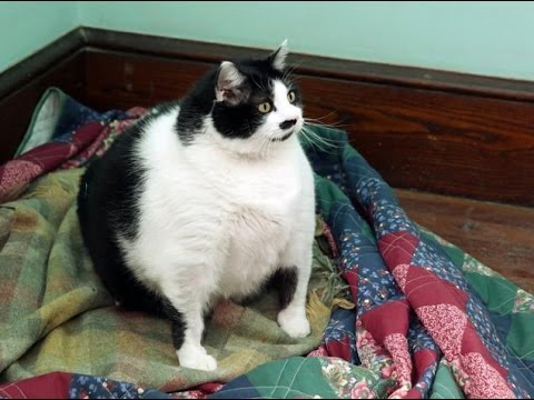 Man vs Diet  I LOST A FAT  CAT  Weight Loss Vlog 14 
