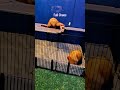#funnyanimals #funnypets #funny