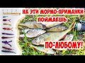 CURIOUS FISH - ЧЁТКИЕ И УЛОВИСТЫЕ МОРМО-ПРИМАНКИ! ОБЗОР И РАЗЛОВ! МОРМЫШИНГ.