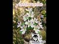 Astromelia claselive fb