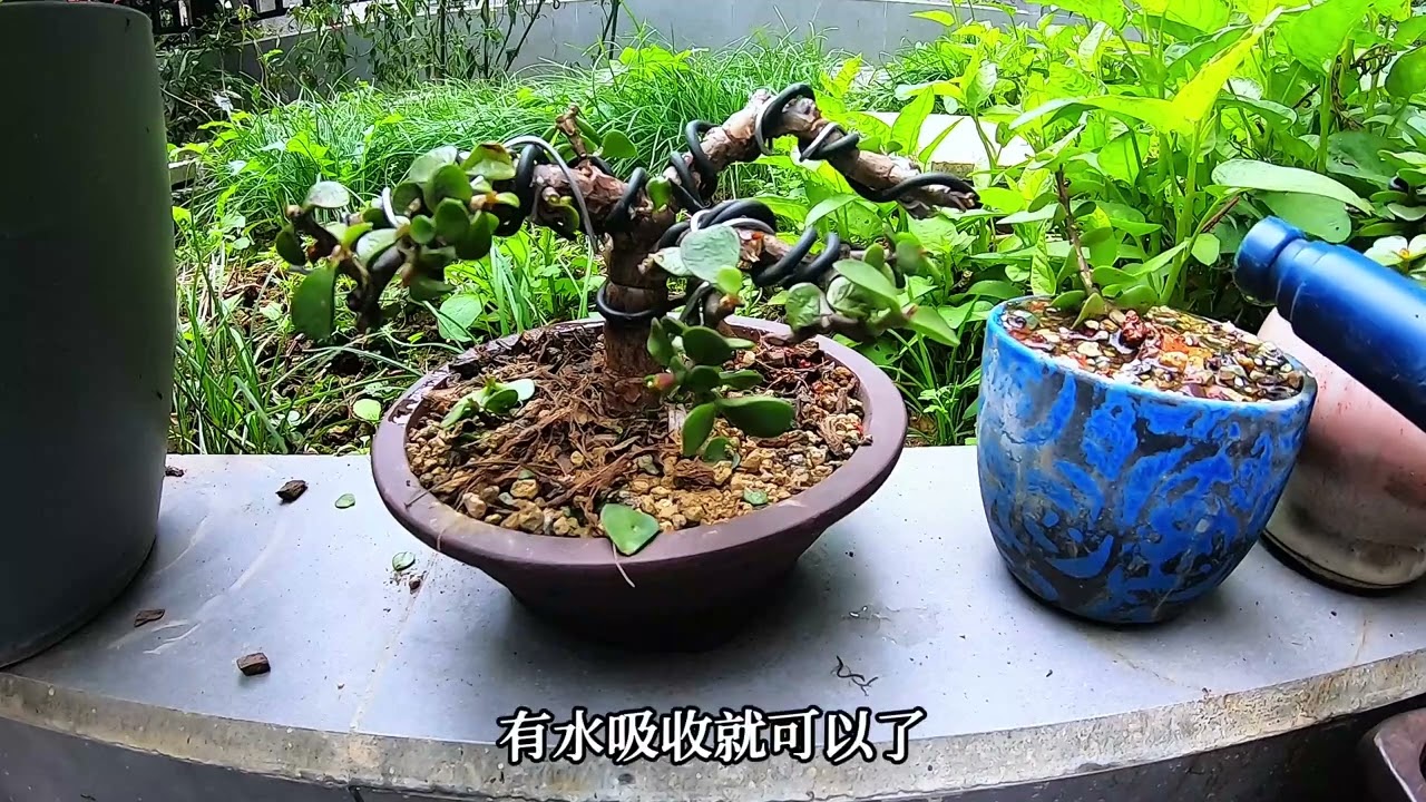 金枝玉叶冬天应该如何争取浇水？新手必学课程 