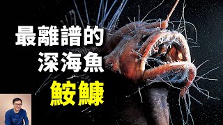 美食界久負盛名的人氣魚相貌卻醜出天際深海里謎一樣的生物——鮟鱇【老肉雜談】#動物 #海鮮 #野生動物 #美食 #fish