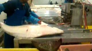 halibut at pacific seafood