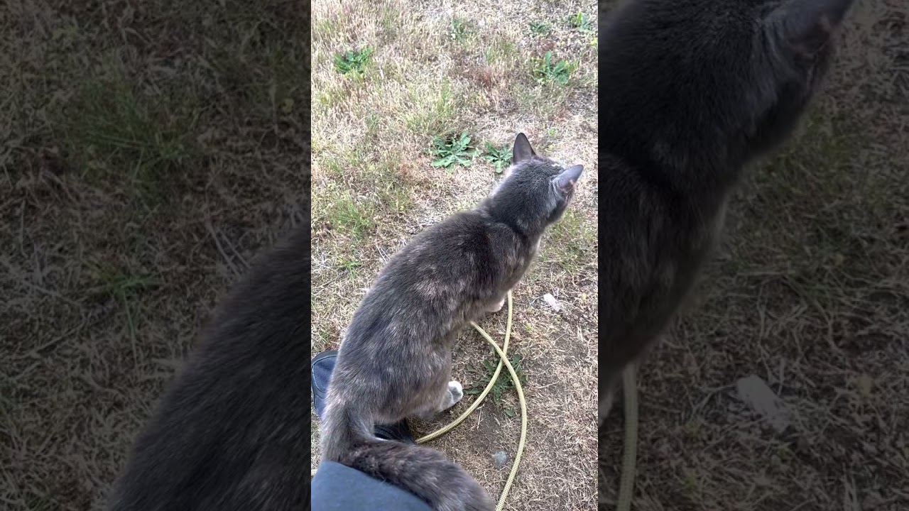 Molly, Hawk Attacked, Ibanez RGIB6, Digitech Grunge Pedal, Roland Micro Cube