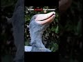 اصوات الطيور ضد اخر طير Skull Music Phonk Horror Speed اشتراك بالقناة السعوديه شلتنا اصوات الطيور ضد اخر طير Skull Music Phonk Horror Speed اشتراك بالقناة السعوديه شلتنا