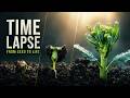 The Most Satisfying Vegetable Timelapse You’ll Ever See (Deutsch)