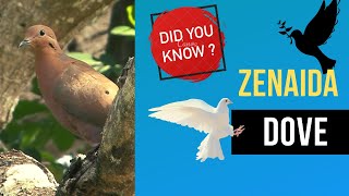 zenaida dove facts