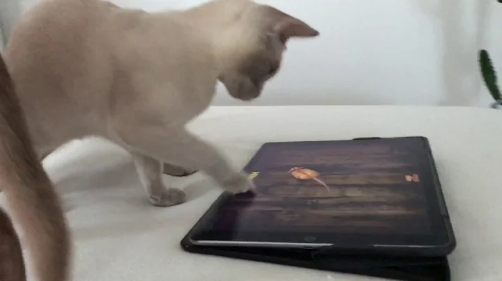 Video 33201: burmese cat kitten, burmese kitten playing, chocolate burmese, lilac burmese, cat playing mouse, kitten love
