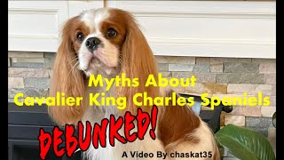 Myths About Cavalier King Charles Spaniels ... Debunked!