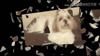 Comos São As Tosas Do Bom Pra Cachorro