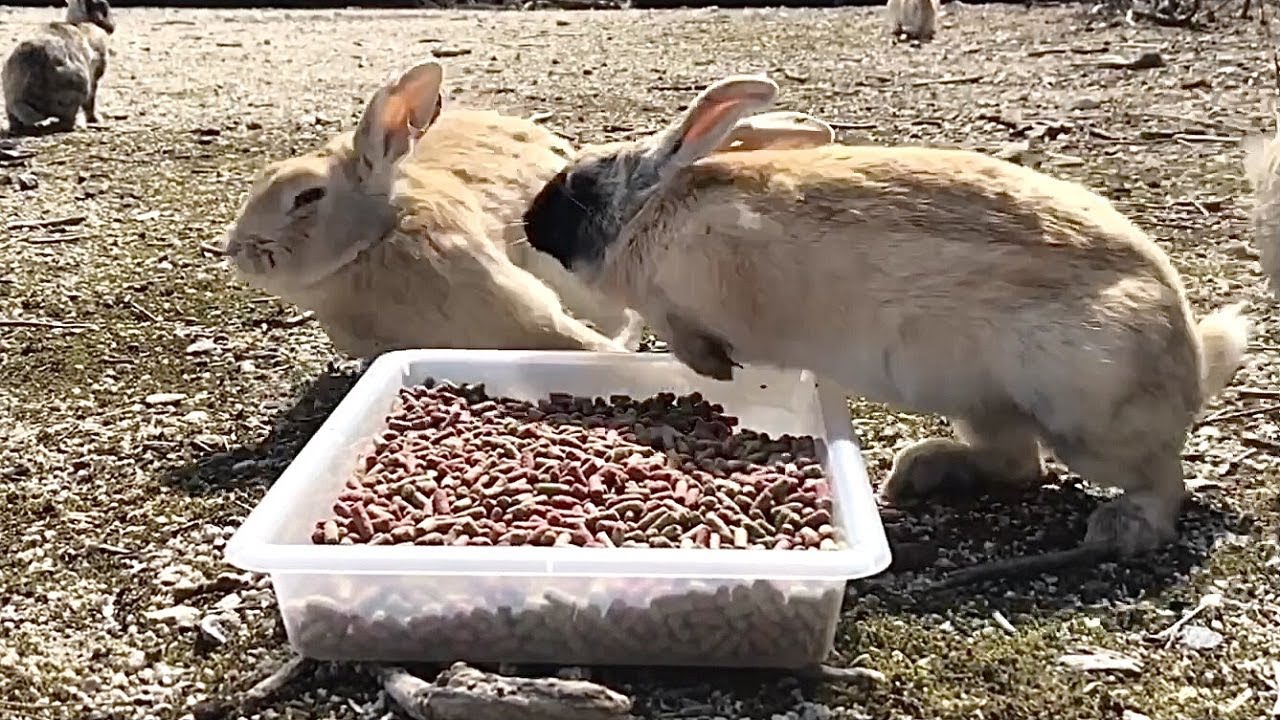 Rabbit growls Angry bunny YouTube