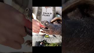 Turtle Bite Survival Trick 🐢