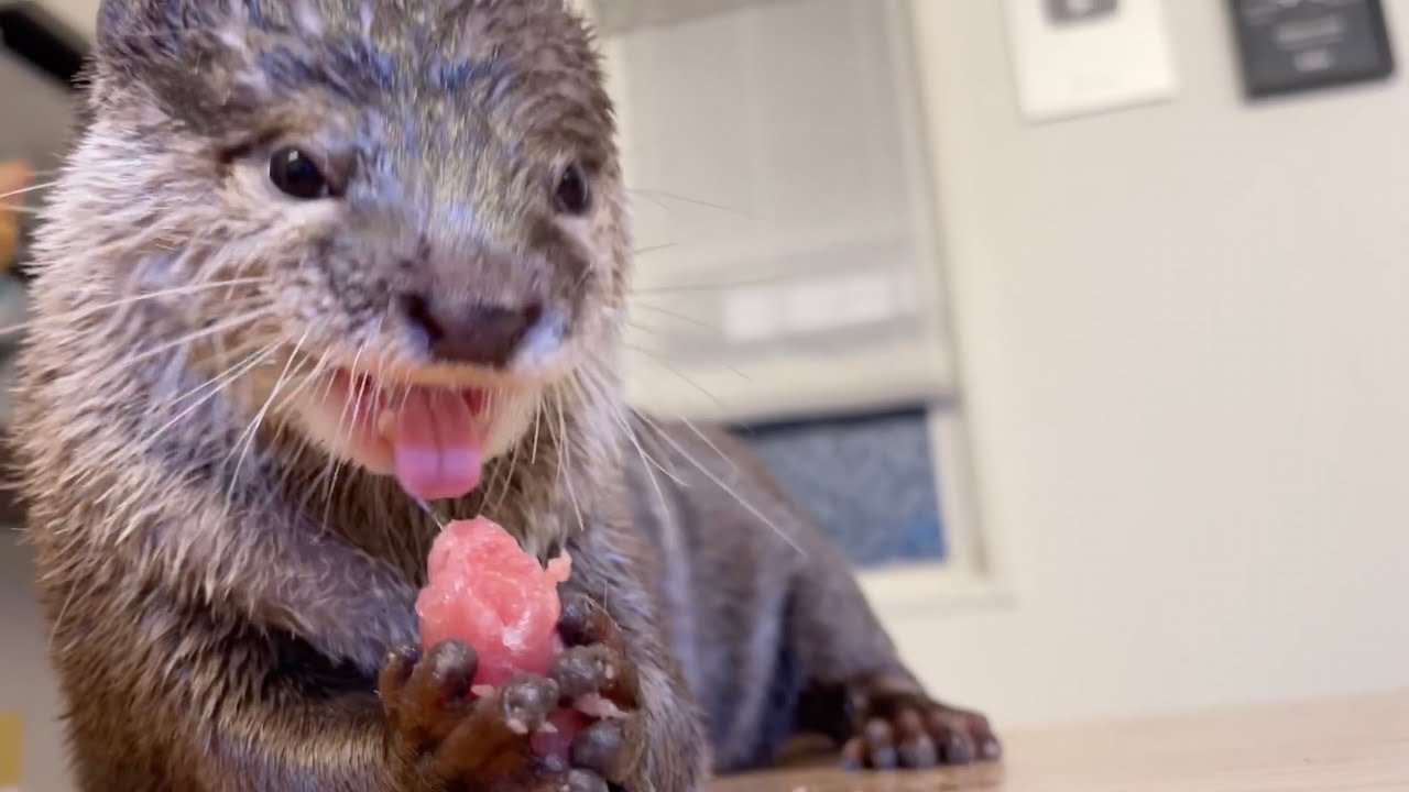 マグロ愛が強すぎる コップから高速で大好物を取り出すカワウソさん Mofmo