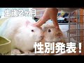 生後2ヶ月！性別発表！ママについて部屋んぽする子ウサギ【2 months after birth! Gender announcement! 】#90