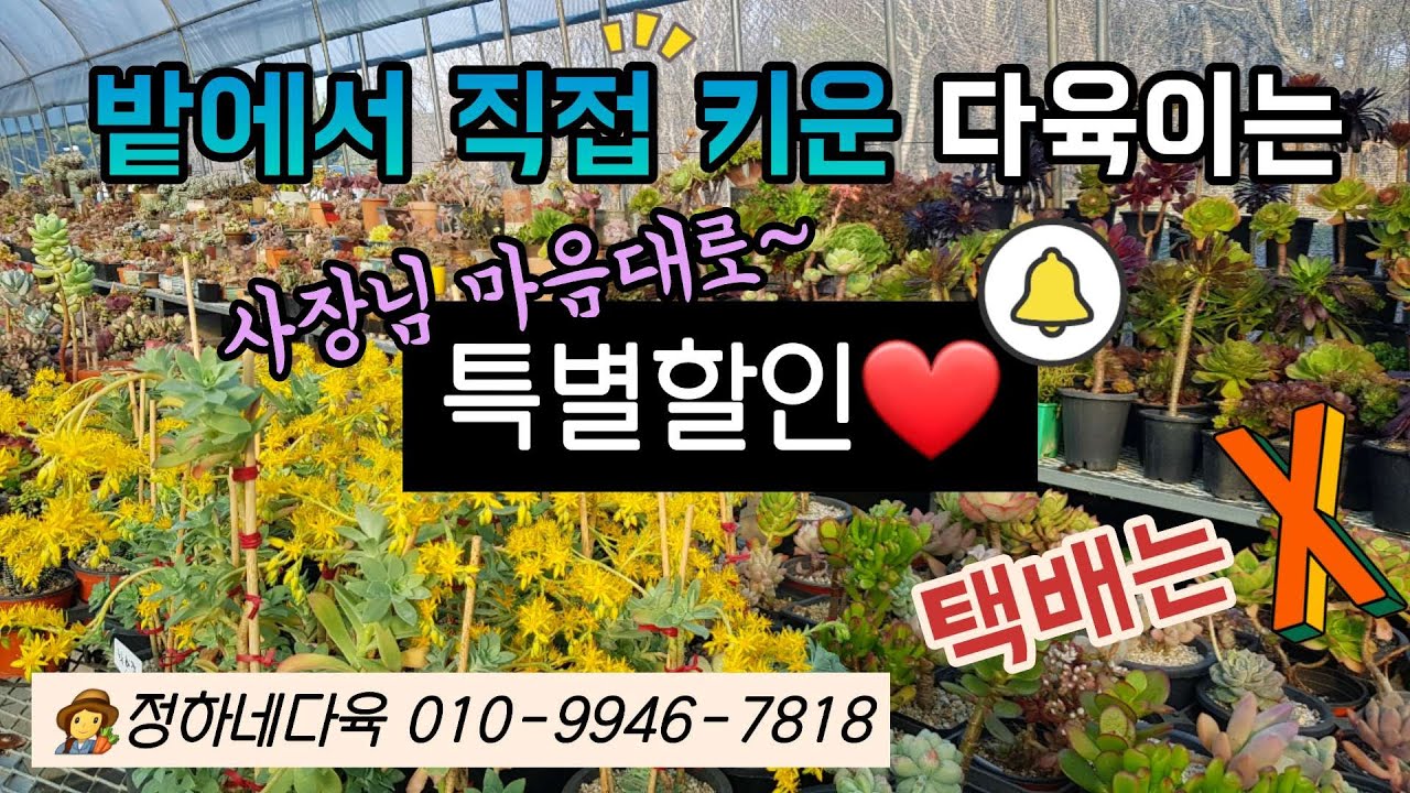 20년 다육마니아가 밭에서 직접 키운 다육이 저렴하게 판매 정하네다육(전북익산시삼기면)ㅣ쪼꼬앤마야다육 사장님이 개발한 가격있는 다육이도 있어요ㅣ다육이키우기ㅣ#신쌤의다다육선