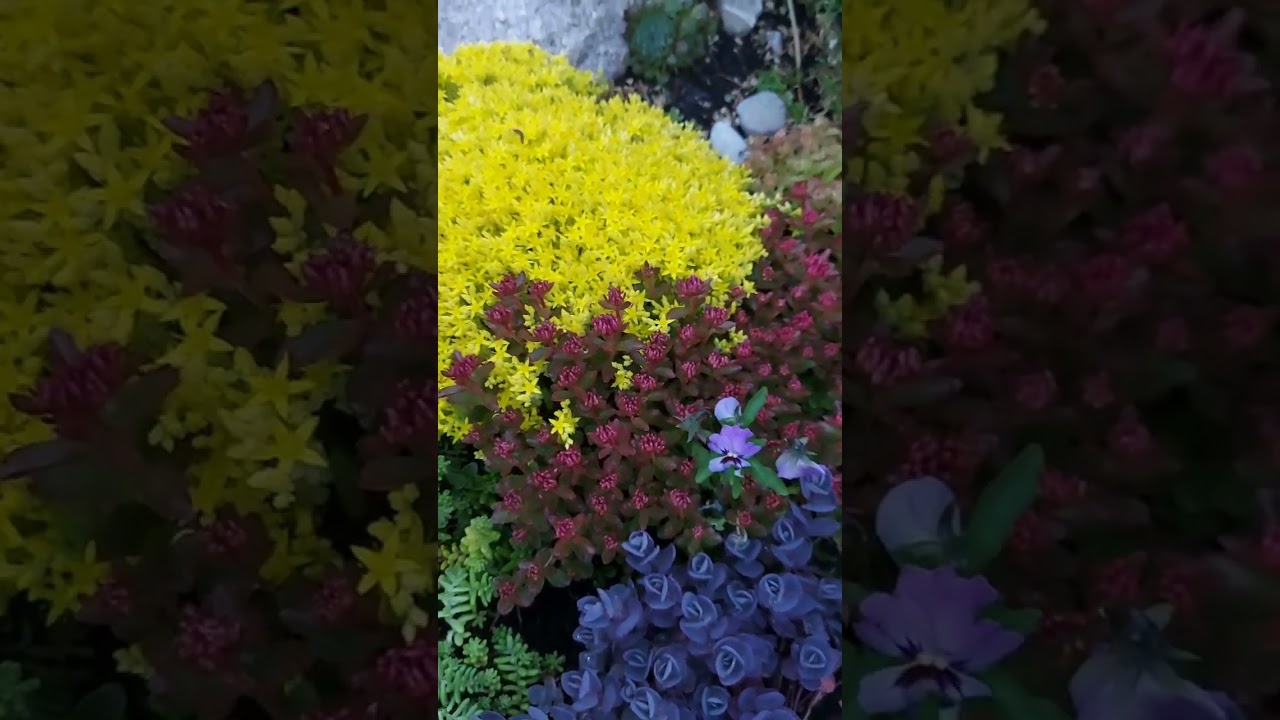 Цветёт седум " Acre" # Жёлтая шапка  # Сочетание с другими седумами # Sedum acre blüht 👍🌺❤️