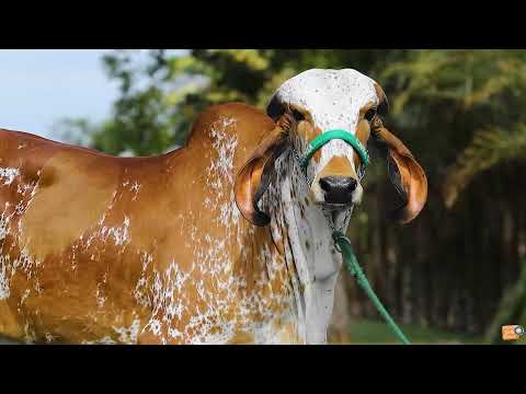 LOTE 19   MARITA FIV TENORIO   OMIA 367