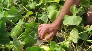 'Sun Jewel' Melon Harvesting: When to Slip off the Vine