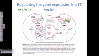 Expression Vector, Pet Vector