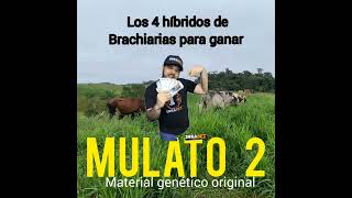 Pastos Híbridos Para Tu Ganadería