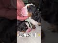 #バーニーズ#犬#dog#子犬#子供#犬のいる生活 暮らし#大型犬の居る暮らし#大型犬#ブリーダー犬 #ペットショップ#ブリーダー犬#千葉県#木更津#君津#バーニーズマウンテンドッグ#バーニーズ子犬