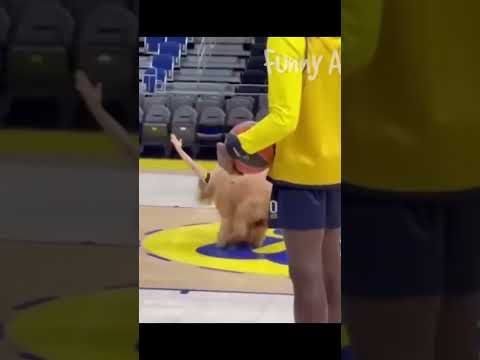 Until the end 😂 | Until the end 😂 Pets Being Pets: Funny and Adorable Moments | Pet Laughs | #shorts