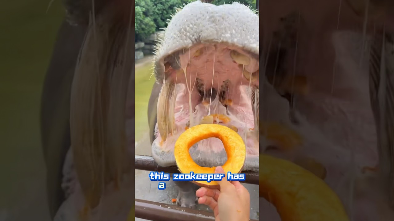 He cheated the hippo.🦛