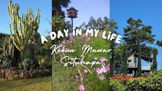 THE MOST AESTHETIC ROSE GARDEN IN GARUT!! | Situhapa Rose Garden | #garden #aesthetic #rosegarden...