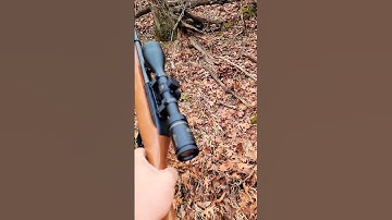 10/22 a great squirrel rifle