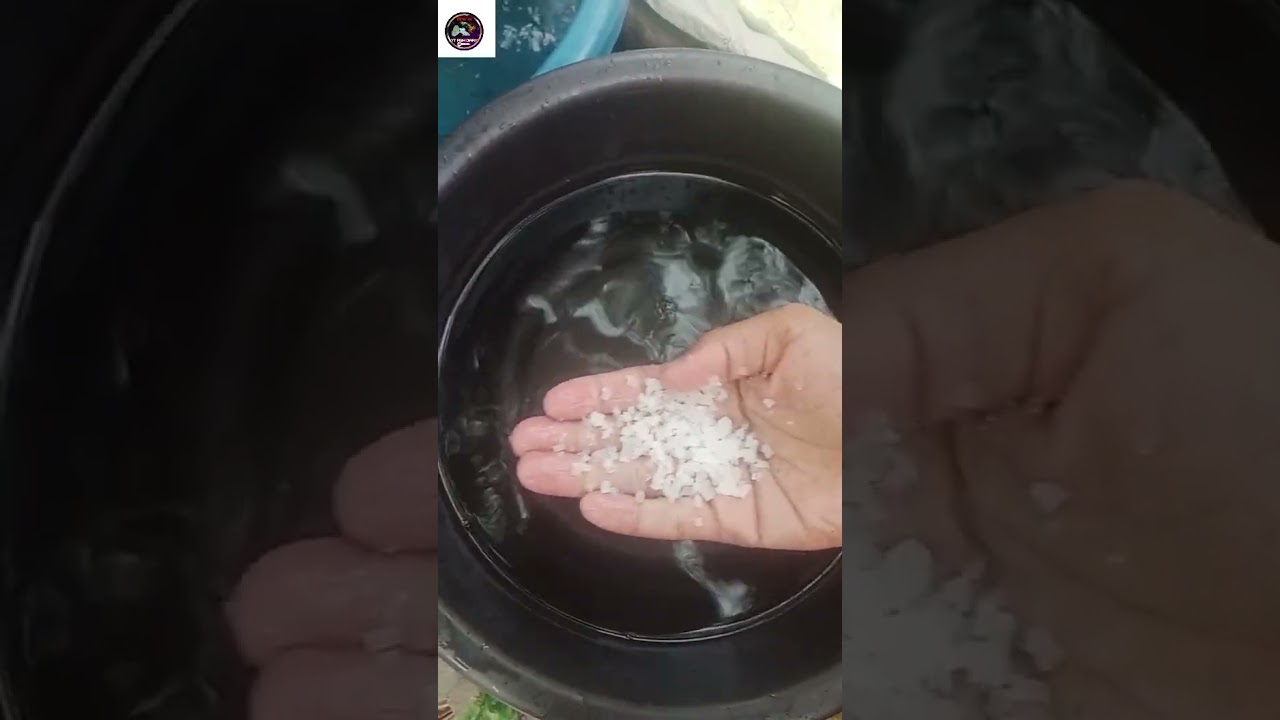 tuxedo fish breeding