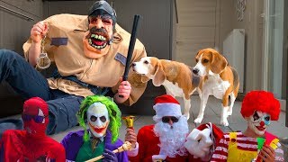 Funny Dogs SURPRISED with HALLOWEEN COSTUMES!