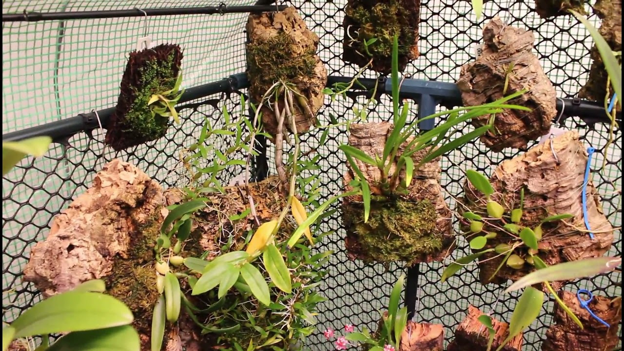 Разговор о том, как я даю орхидеям отдохнуть и как бороться с засухой зимой.