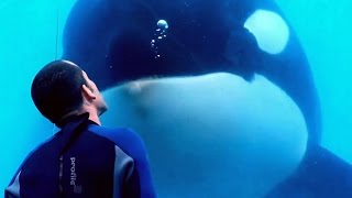 Blackfish doc writer on SeaWorld's orca-breeding program