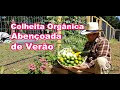 Colheita Orgânica Abençoada de Verão / Blessed Organic Summer Harvest