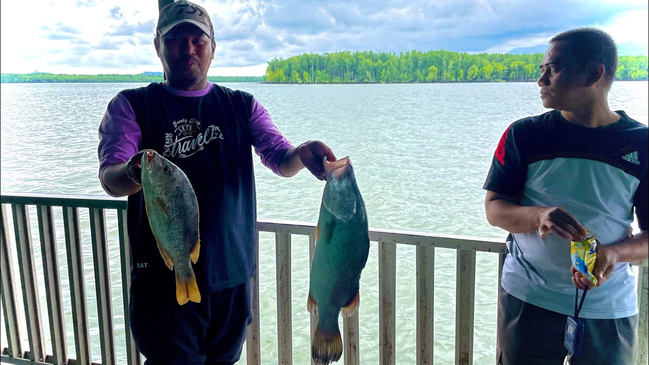 Kelong SunSet D'bayu | macam-Macam spesis ikan Ada di Sini 