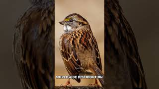 Interesting facts about Sparrows