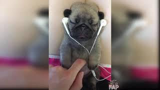 Baby Dogs - Funny And Cute Baby Dog Videos Compilation Fap