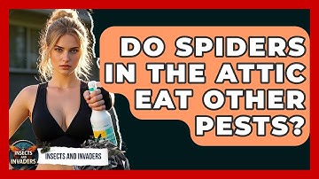 Do Spiders In The Attic Eat Other Pests? - Insects and Invaders