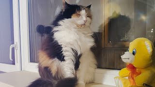 Calico cat Jenny is sitting and sleeping simultaneously by Lovely Funny Cats 191 views 3 years ago 2 minutes, 35 seconds