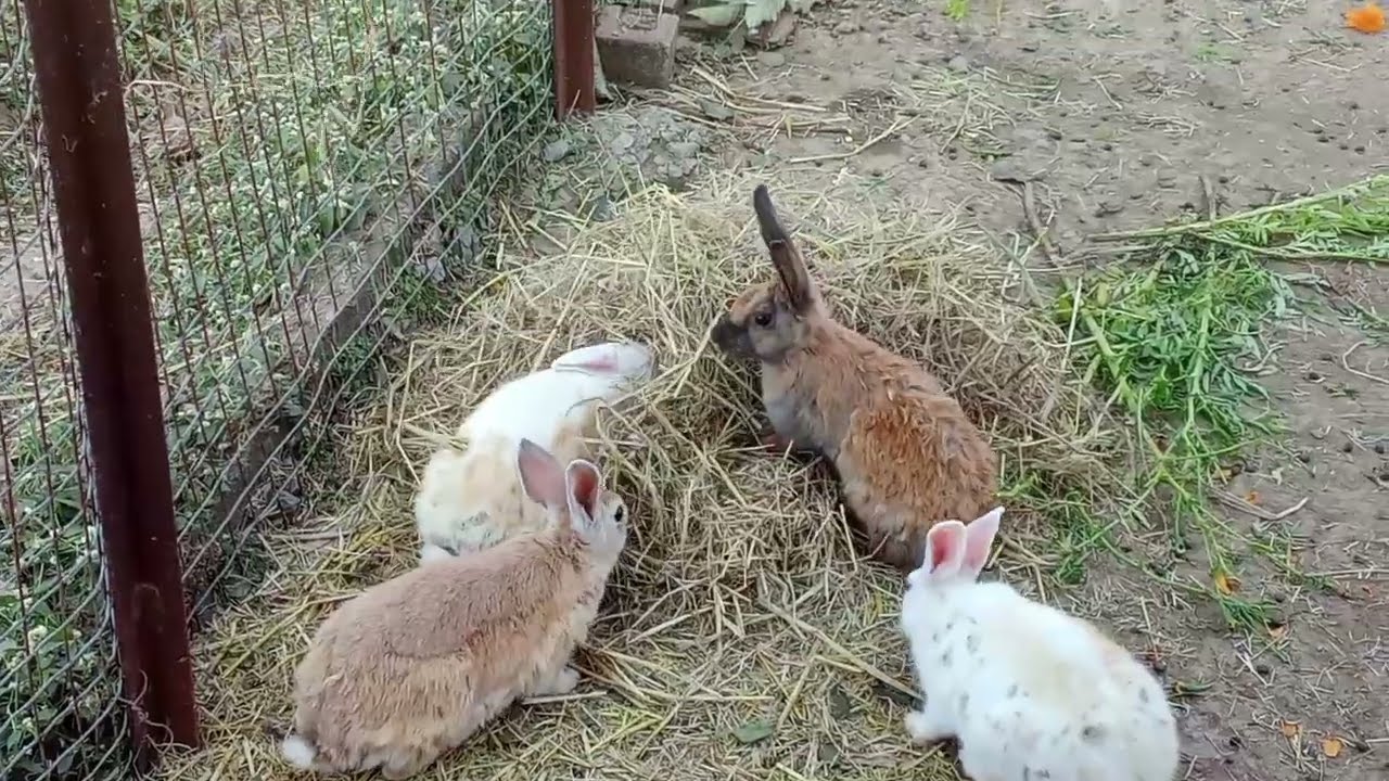 Khargosh Kaisa ghonsala banaata hai