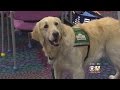 Therapy Dogs Lead To Justice, Healing For Child Abuse Survivors Therapy Dogs Lead To Justice, Healing For Child Abuse Survivors